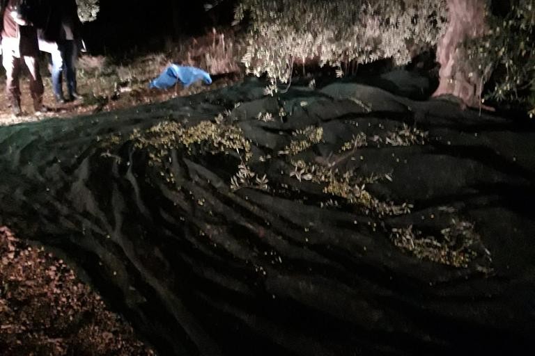 sventato furto di olive