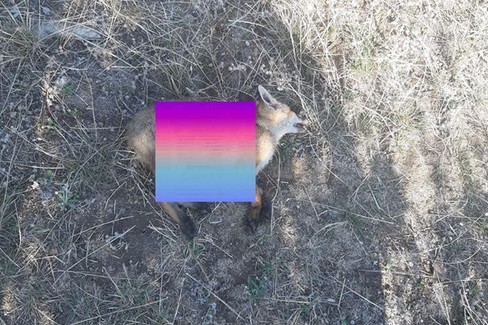 volpe uccisa da animali nei pressi di Castel del Monte