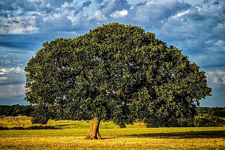 Giornata dell'Albero