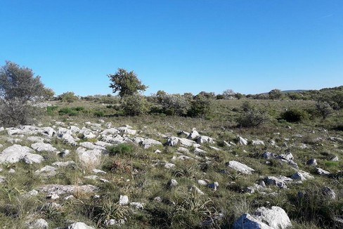 Murgia