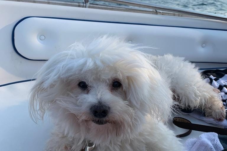 Rommy, un bellissimo esemplare di maschio maltese di 11 anni