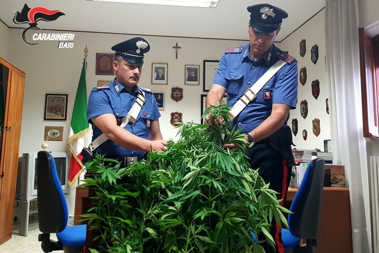 Marijuana