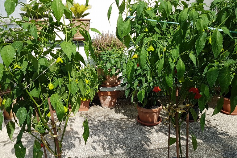 peperoncino