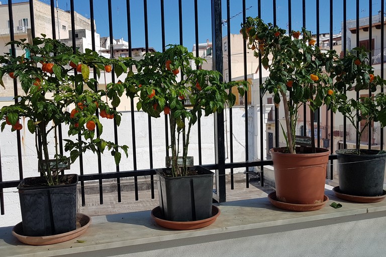 Piante di peperoncino
