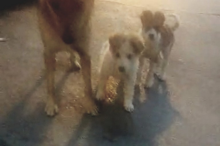 Cani randagi