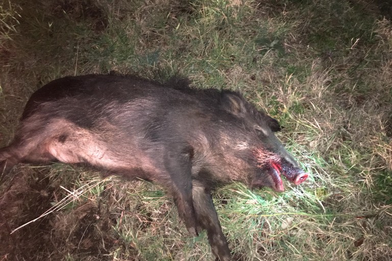 cinghiale