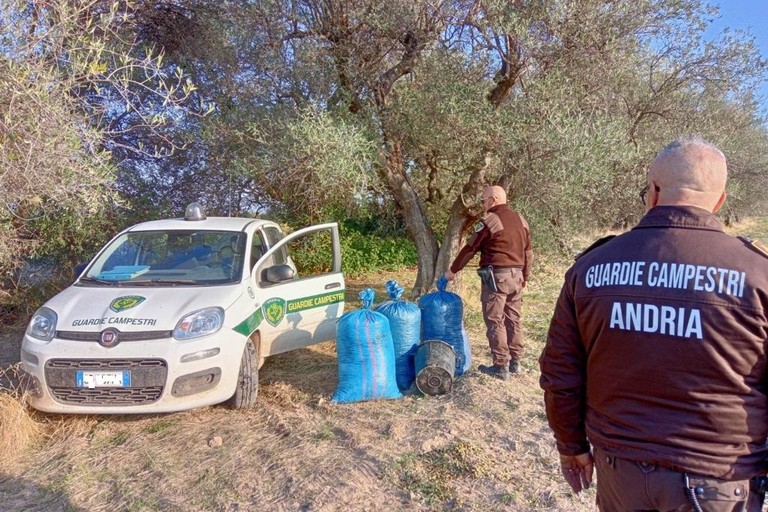 Sventato furto di olive dalle Guardie Campestri di Andria