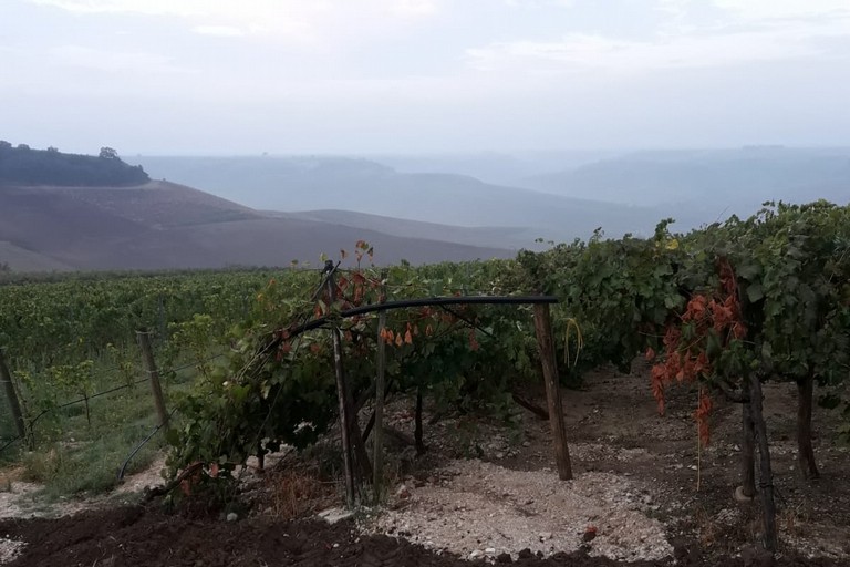 danni a tendoni di uva a Minervino Murge