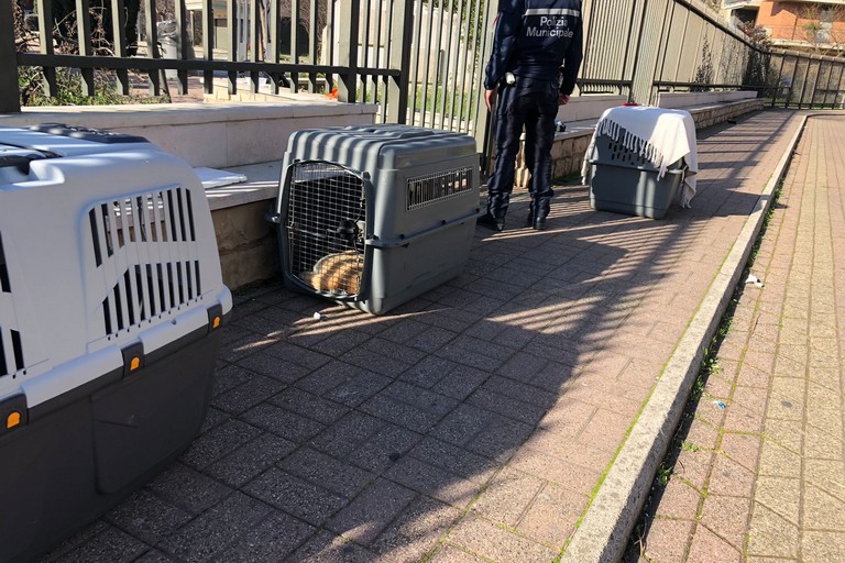 Cani randagi messi al sicuro da un intervento della Polizia Locale e dell'Asl Bt