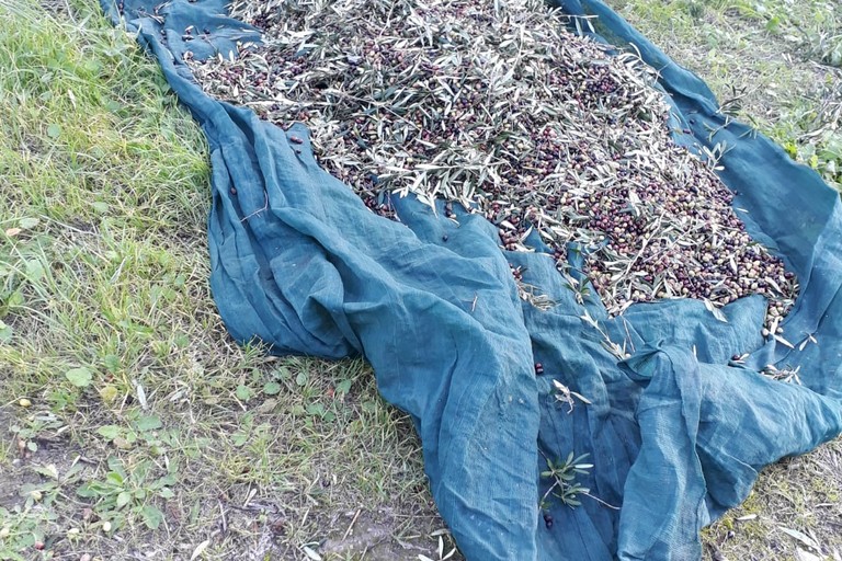 Furto di olive