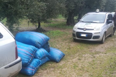 furti d'olive ad Andria