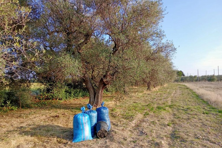 Sventato furto di olive dalle Guardie Campestri di Andria
