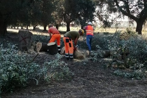 ulivi xylella