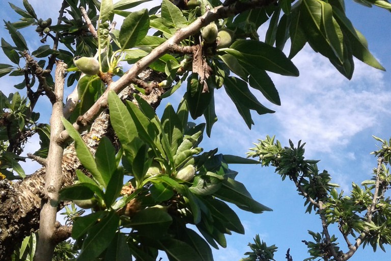 Grandinata in alcune contrade dell'agro di Andria: si temono danni alle colture