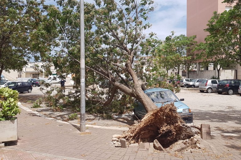 viale Olanda: grosso albero si schianta su una autovettura in sosta
