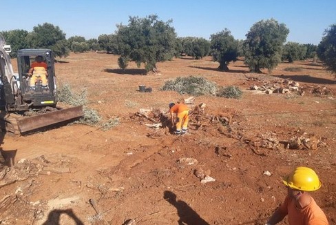 ulivi colpiti dalla xylella