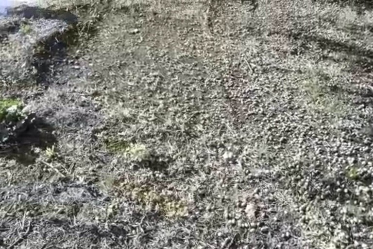 olive cadute per terra a causa del forte vento