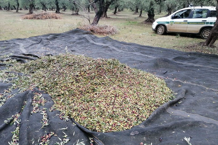 Furto di olive