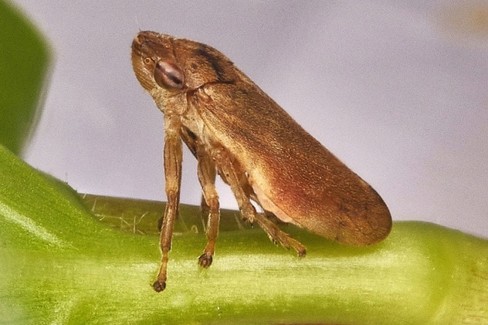 xylella fastidiosa o sputacchina