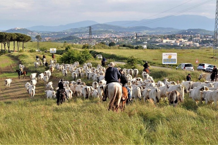 transumanza in Puglia