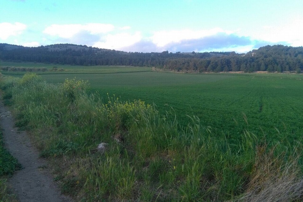 terreno agricolo