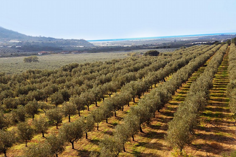 Agricoltura