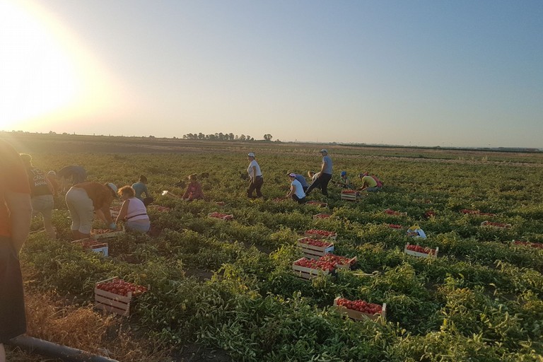 Braccianti al lavoro in campagna