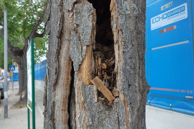 alberi di ailanto pericolanti