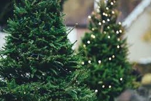 alberi di Natale