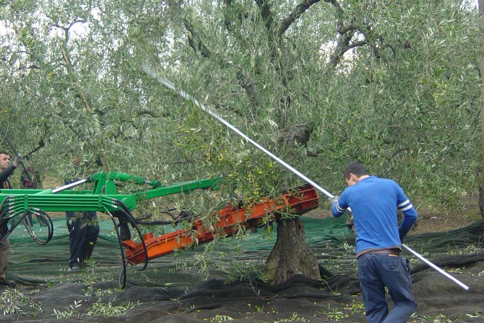 raccolta olive. <span>Foto Vincenzo Cassano</span>