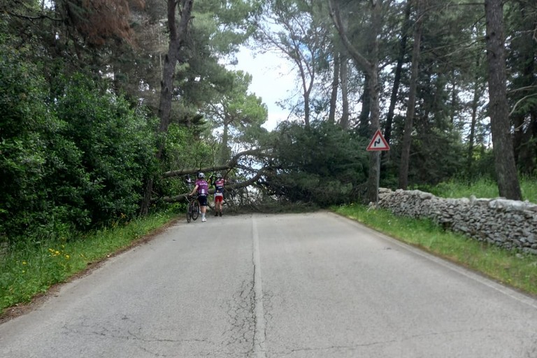 Caduti due alberi sulla sp234 che collega al Castel del Monte
