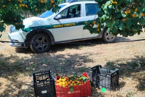 Sventato furto di albicocche ad Andria