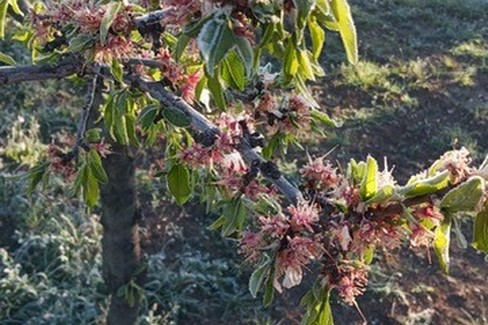 gelate in campagna