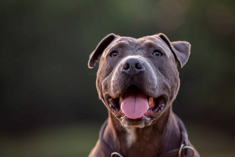 pittbull