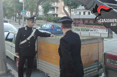 Carabinieri contro i furti di olive