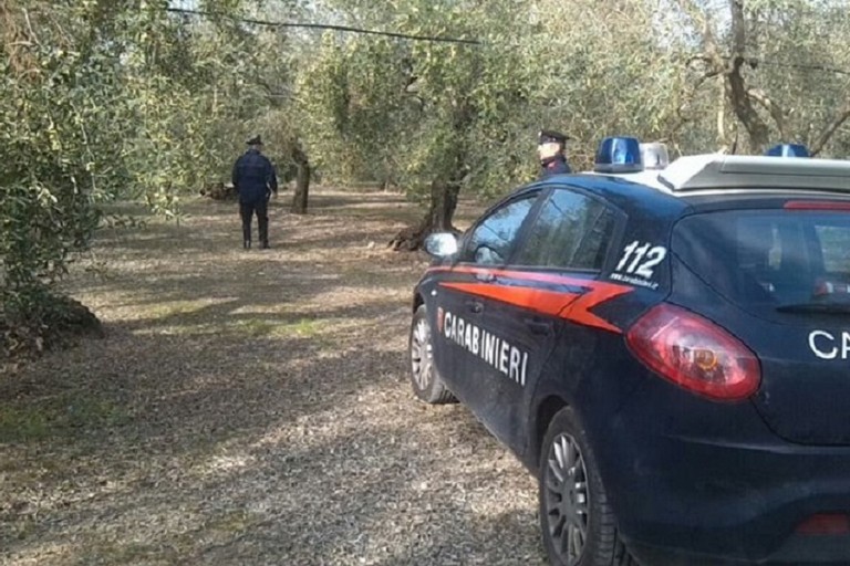 carabinieri ladri di olive