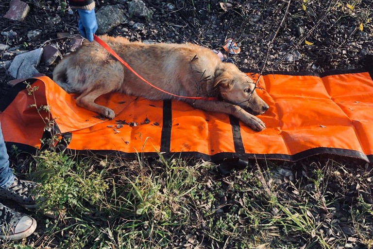 Cane investito salvato dalla Polizia Locale