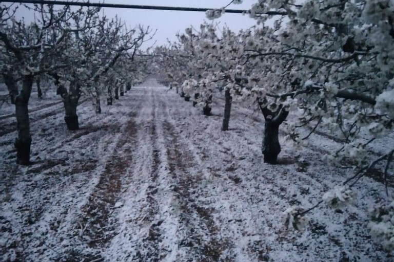 gelate in agricoltura
