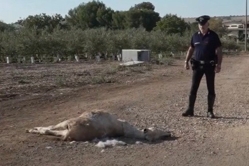 Asino trovato morto con le zampe legate nelle campagne di Andria