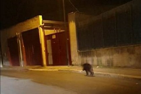 cinghiale avvistato alla periferia di Andria