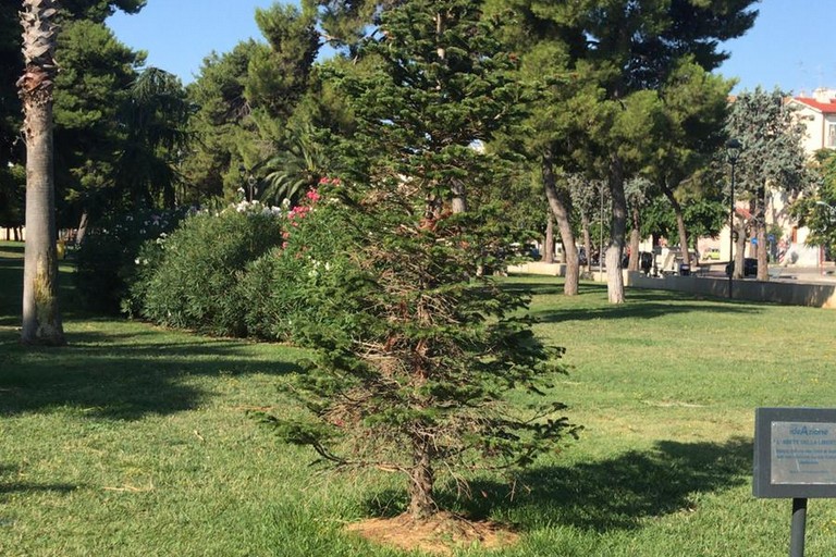 albero della libertà