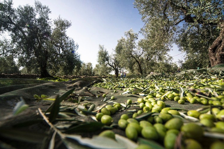 raccolta olive