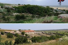 Oltre 150 le aree del Parco Nazionale Alta Murgia in territorio di Andria, libere dall’ailanto