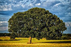 Festa dell'Albero, on. D'Ambrosio: "Sindaco Giorgino e sue amministrazioni, distrutto ulteriormente il patrimonio verde cittadino"