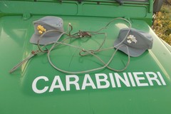 Soppressione Corpo Forestale, dovrà esprimersi la Corte Costituzionale