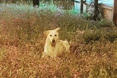 In via Vecchia Barletta ad Andria c'è chi si prende cura di un cane randagio
