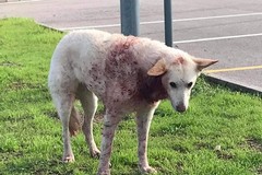 Trovato cane insanguinato in via Trani