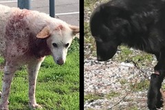 Il servizio veterinario della Asl ricovera il cane ferito al collo