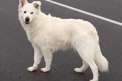 Smarrito un cane meticcio in zona San Valentino
