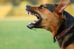 Cani randagi ed aggressioni ai cittadini, Forum Animalista Andria: "Conseguenza della pessima gestione del fenomeno randagismo"